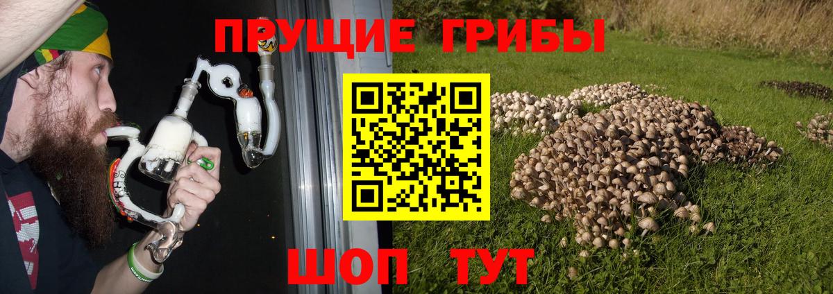 Чистополь  Псилоцибиновые грибы Magic Shrooms  Вход с VPN 